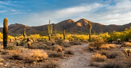 several cacti in an open field in arizona