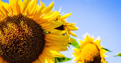 A close-up shot of bright yellow sunflowers shows their textured centers and vibrant petals against a clear blue sky.