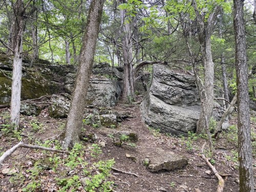 A rugged forested landscape along Lime Kiln Trail in Missouri's Rockwoods Reservation Conservation Area. The scene features rocky limestone outcrops, a large boulder with distinct layers, and twisted tree roots growing over the terrain. The area is covered in moss, small plants, and fallen leaves, with trees providing a canopy of green foliage overhead.