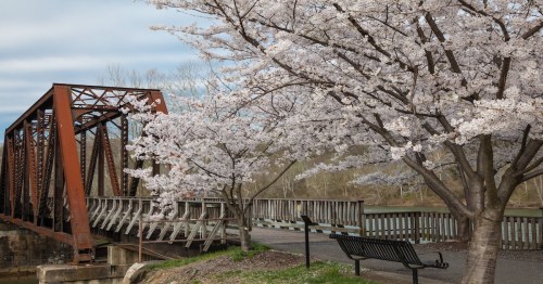 Beautiful Cherry trees in full spring bloom with old iron bridge and bench along a rail walkway at Hazel Ruby McQuain Park in Morgantown West Virginia