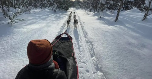* A musher rides a dog sled through a snowy forest trail, led by a team of huskies under the bright winter sun.