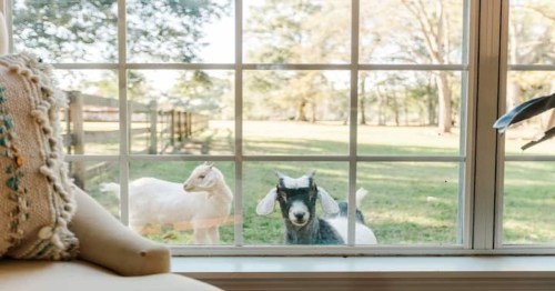 two goats standing outside of a window at a romantic airbnb in alabama
