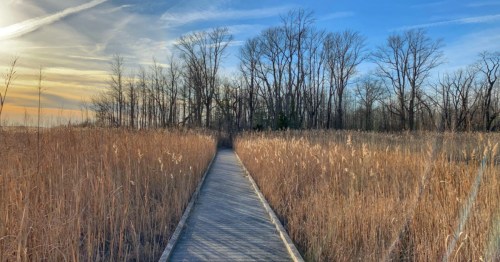 Bombay Hook National Wildlife Refuge: Scenic boardwalk through marshland on a sunny day.