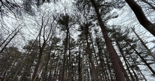A grove of pine trees towers over a snow blanketed trail in a park near Decorah, Iowa