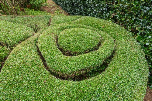 Large, trim evergreen hedge, rounded and carved, somewhat like sculptural topiary, in an ornamental garden