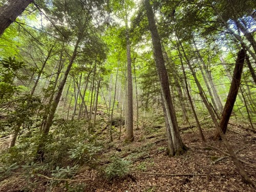 Blanton Forest, Kentucky: Hiking, Wildlife &amp; Old-Growth Wonders