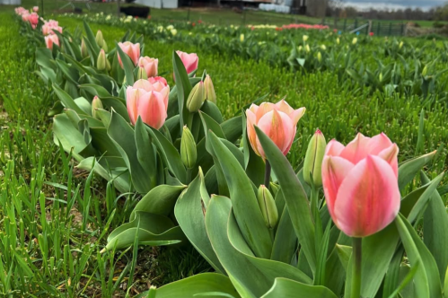 Pink tulips in a row growing in a grassy field on a gray, cloudy day