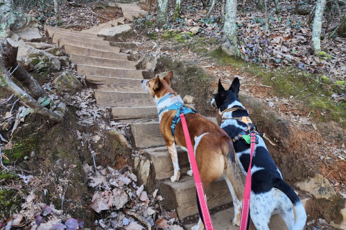 Enjoy A Safari Without Leaving Your Car At Lazy 5 Ranch In North Carolina