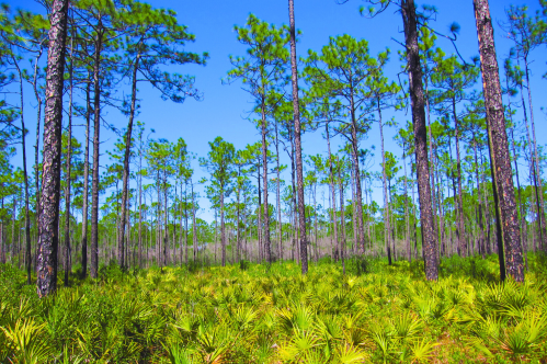 Hidden Gems In Florida: 18 That Will Blow You Away