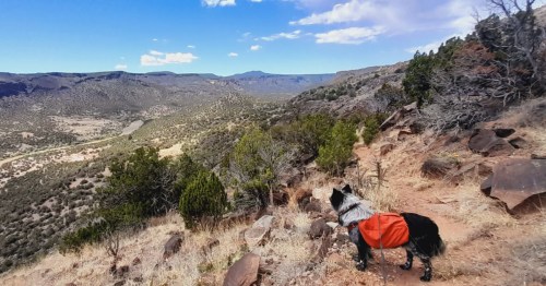 Dog in a red pack overlooks a vast canyon and the Rio Grande from a desert trail in Los Alamos.