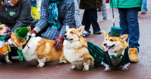 Corgi dogs in costumes for St. Patrick's Day posing for the parade through the street