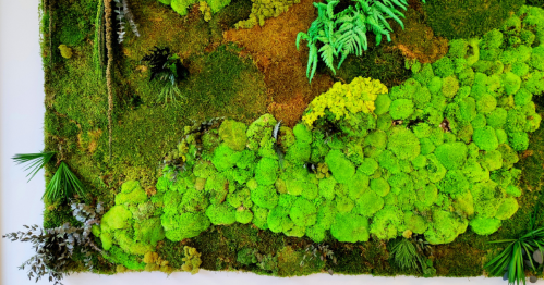 A completed moss wall hanging contains ferns and various moss species.