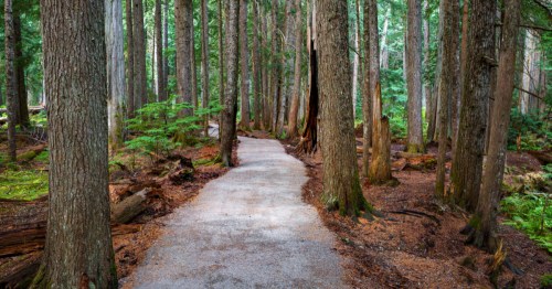 A paved path leads through tall cedar trees.
