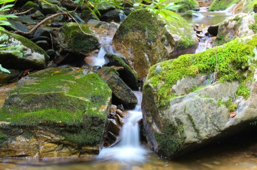 White flows of water curve around mossy rocks in a babbling brook in the forest.