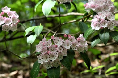 White with pink accents the Mountain Laurel Flowers bloom on in the greenery of the Smokies.