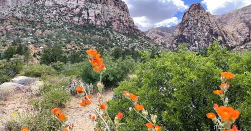 Bright orange wildflowers on the Pine Creek Canyon Trail in Las Vegas, with mountains and canyon in the distance.