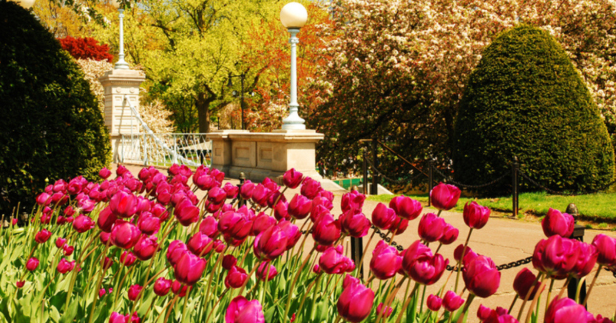 Springy Ma Spring in Massachusetts Is Best Spent Exploring Boston Public Garden