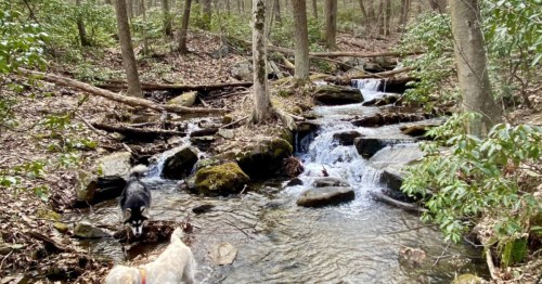 dogs walking in a rocky stream at Frederick Municipal Forest trail.