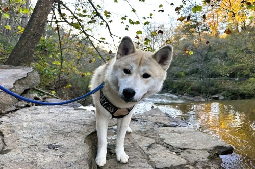 A medium-sized, light-colored dog, with a blue leash standing on a large rock at the edge of a scenic creek along a dog-friendly hiking trail in Georgia.