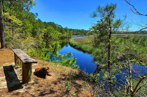 A scenic hiking trail inside Francis Marion National Forest in SC with a dog resting on the banks of a gorgeous waterway.