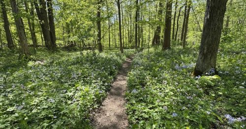 Flower path in Heron Rockery trail in Indiana
