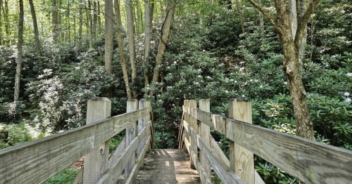 A footbridge surrounded by wildflowers in an old-growth forest in West Virginia.