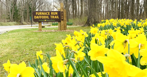 Thousands of blooming yellow daffodils line a scenic wooded walking path at Furnace Run Daffodil Trail in Ohio.