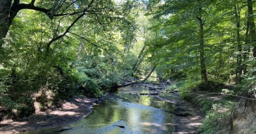 The Heron Rookery Trail in Indiana Dunes National Park