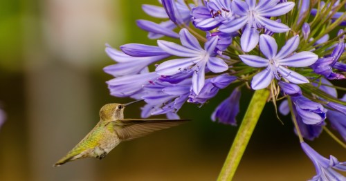 a small hummingbird smelling purple flowers