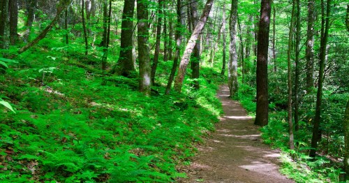 a small trail in the midst of grassy green land with large trees in the background