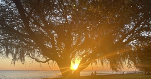 The silhouette of a large oak tree at sunset in Louisiana.