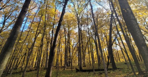 Golden autumn leaves glow in a dense forest of tall, dark tree trunks under a soft, filtered light.
