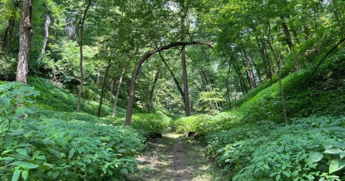 A narrow dirt path winds through a lush, green Nebraska forest with a curved tree arching over the trail.