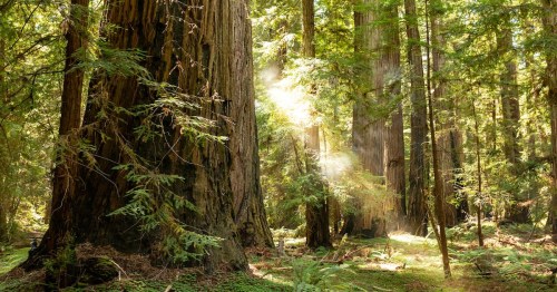 Coastal fog drifts through a dense redwood grove in Northern California