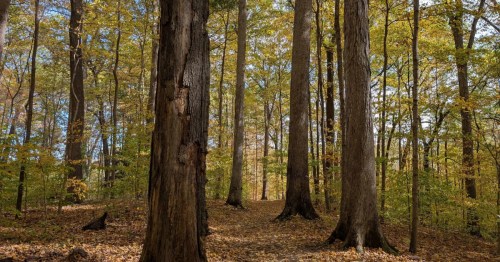 Tall, ancient trees with yellow autumn leaves along a wooded hiking trail in an Indiana old-growth forest.