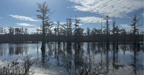 Slender cypress trees reflected in the still water of a swamp under a bright, partly cloudy sky.
