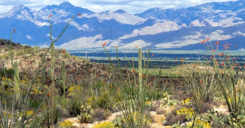 panoramic view of the desert in full bloom during spring with the mountains in the background at saguaro national park in arizona