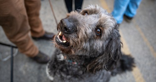 A scruffy grey and black dog looks up happily while on a leash, surrounded by people on a paved outdoor surface.