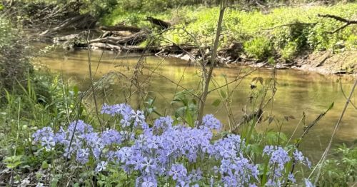 Flower path in Heron Rockery trail in Indiana