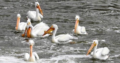 A group of eight white pelicans with large orange beaks float on the turbulent, brownish water of a river
