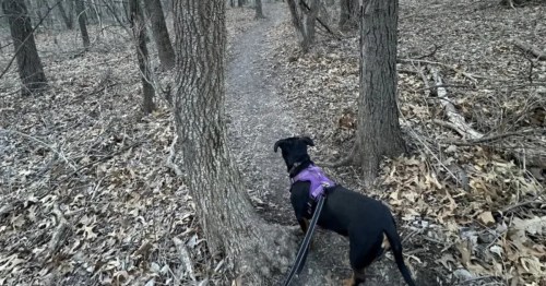 a large black dog wearing a purple harness and a leash looks ahead on a dirt trail through bare trees at a park in iowa 