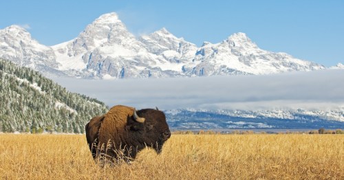 Bison in front of Grand Teton Mountain range with grass in foreground