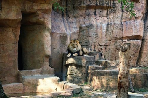 A lion sitting on a rock in a zoo exhibit.