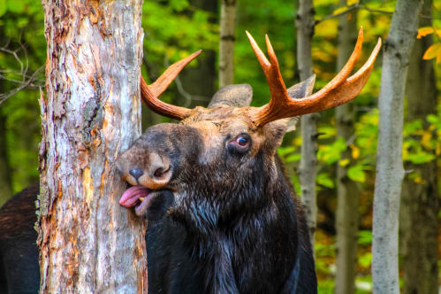A moose licks a tree in the woods.