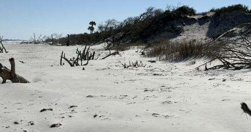 a photo overlooking a sandy beach area with plants and trees surrounding