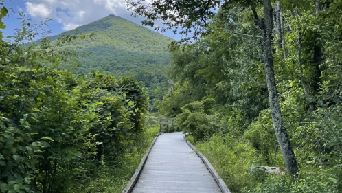A boardwalk trail near Peaks of Otter, showcasing lots of green foliage and a mountain peak.