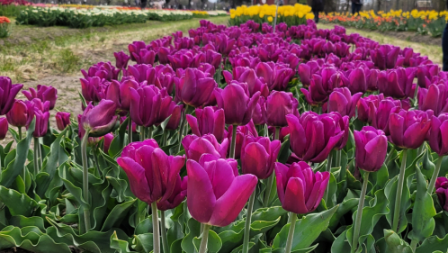A vibrant field of deep purple tulips in full bloom dominates the foreground. Rows of other colorful tulips stretch into the blurry background under a cloudy sky. Green leaves surround the purple blossoms.