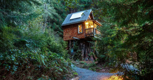 A narrow graveled path lit with ground lights leads to a small treehouse resting on a large stump.
