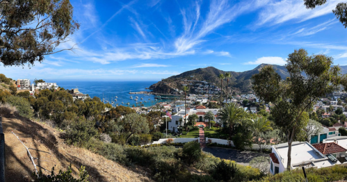 The waterfront town of Avalon on Catalina Island is seen from between eucalyptus trees.