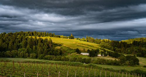 A dramatic sky at golden hour stretches about rolling hills of vineyards.